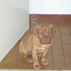hallo alemaal dit is mijn pupy aleen ik vind het wel…