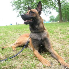 Mooie rocko