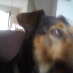 onze lieve jacky hij was onze vriend herlaasis hij er niet…
