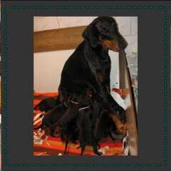 Vaya met haar puppies!