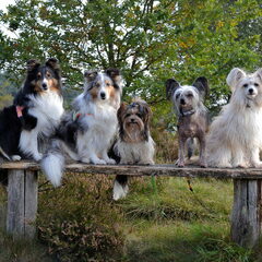 Eevee, Abby, Grant, Glacee & Elphaba - Sep. 2017