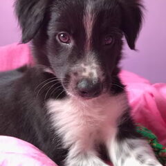 Rest in Peace Loki baby boy??