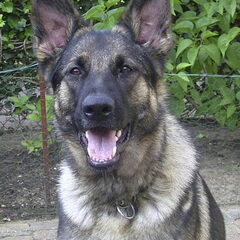 Dit is Osta Ze is een heel lieve hond, zowel voor kinderen…