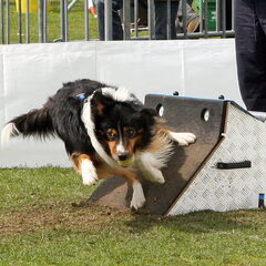 Boris op de box, hij is supersnel in flyball