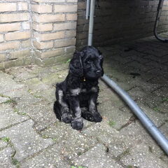 Scout als puppy van 7 weken vlak voordat we hem op mochten…