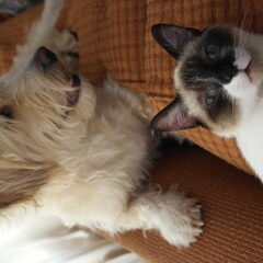 Charlie en Saartje