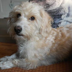 Onze allerbeste vriend Charlie geb 4-6-2013 overleden…