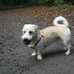 Charlie was echt een bos freak, lekker met een bal…