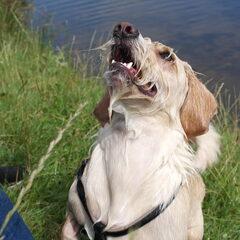 Charlie, onze Mauxie