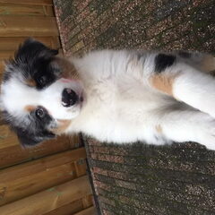 Bailey als 10 weken oude pup