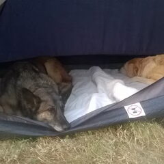 met kamperen hebben de honden hun eigen tentje. s Nachts…