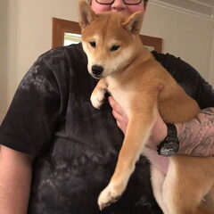 Amy de Shiba inu pup van 4 maanden