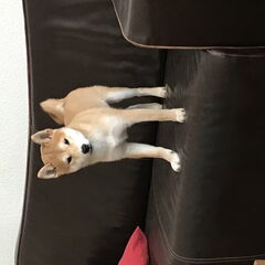 Amy