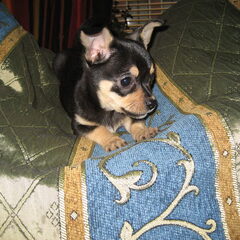 Dit is Yuna mijn Chihuahua, zij is vandaag 3 maanden oud.Ik…