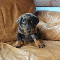 6,5 week oud