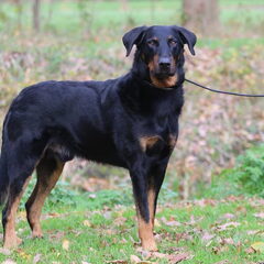 Dit is indigo blue bergers des bouleaux, de reu die Jerel…