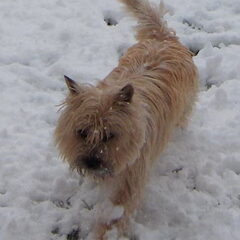 Ramses in de sneeuw... Hoe fris aan de pootjes, :-)