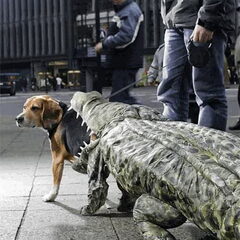 deze hond is niet van mij maar moet je eens zien!!!