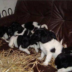 Nest waar Nero uit komt, 9 pups
