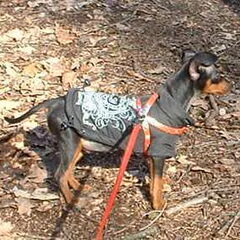 Pepie in het park