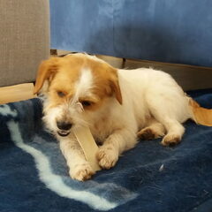 Dit is Roxy.