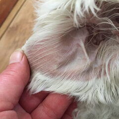 Ik ben er net achtergekomen dat mijn hondje van 14 jaar…