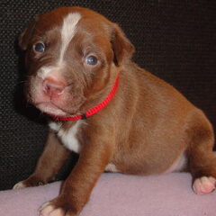 Ons nieuwe hondje Chiba, binnekort mogen we der ophalen!