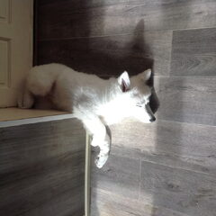 Zelda kruising Husky Zwitserse herder