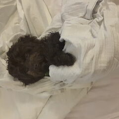 Chewy na het wassen, in gebakerd en fijn dat hij dat vind!