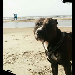 Tim houd van het strand! En dan vooral rollen tot hij…