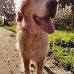Dit was mijn 14 jarige golden retriever Tiësto, deze foto…
