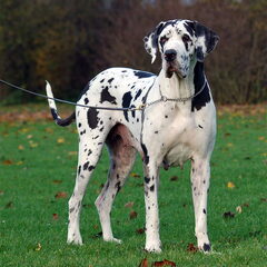 De 'Mamma' van onze kennel Bonita!