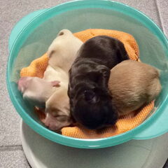 De drie pups samen