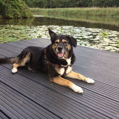 Mijn geweldige hond Moos. Afgelopen woensdag is hij op 14…