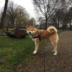 DIT IS SPIKE ONZE LIEVE DEK REU DEZE HOND IS EEN SCHAT ALS…