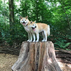 1 VAN SIBA,S PUPS VAN 1 JAAR OUD 2017