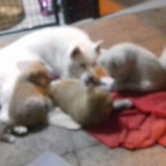 PUPS VAN SIBA 2017
