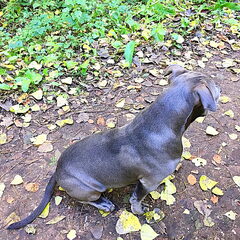 In het bos wandelen