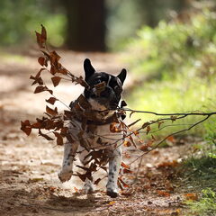 Mack vindt het heerlijk om in het bos te ravotten. Hoe…