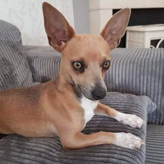 Dit is Miro, een mix Chihuahua afkomstig van Gran Canaria…