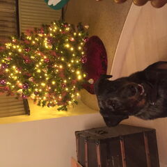 Qondors first Christmas