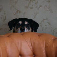 Dit is onze hond Balou. Balou hebben we helaas 13 februari…