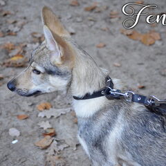Fenrir