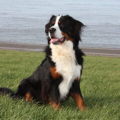 Jethro 21-3-2012 +28-4-2020