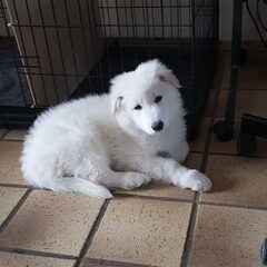 Dit is onze Nykai, eeen "kleine"witte herder pup. Ze is…