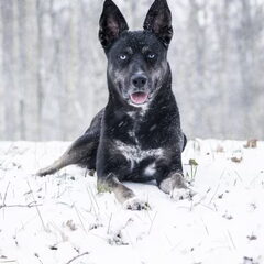 Knappe Blue in de sneeuw
