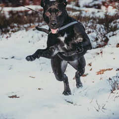 Sneeuwpret