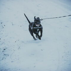 Sneeuwpret