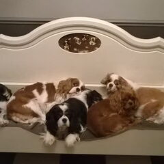 Mijn lieve cavalier hondjes!!