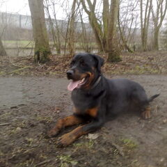 Dit is mijn grote vriend Boy, hij is 14 maanden oud en een…